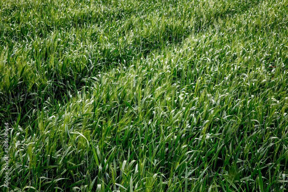 Obraz premium Field belonging to Aiman Mohammed Omar Dararmi, a client of ACAD Finance, in Ras al Farrah, West Bank, Palestine.