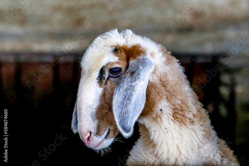 Aiman Mohammed Omar Dararmi's sheep farm in Ras al Farrah, West Bank, Palestine, financed by a loan from ACAD Finance. photo