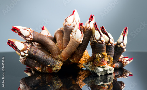 Barnacles, goose neck barnacle, percebes, gallician barnacle. Pollicipes pollicipes. Expensive delicatessen, gourmet sea food on gray background  photo