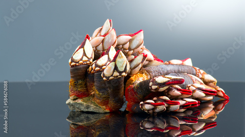 Barnacles, goose neck barnacle, percebes, gallician barnacles. Pollicipes pollicipes. Expensive delicatessen, gourmet sea food on gray background. Close up photo