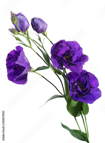 lisianthus eustoma isolated on transparent