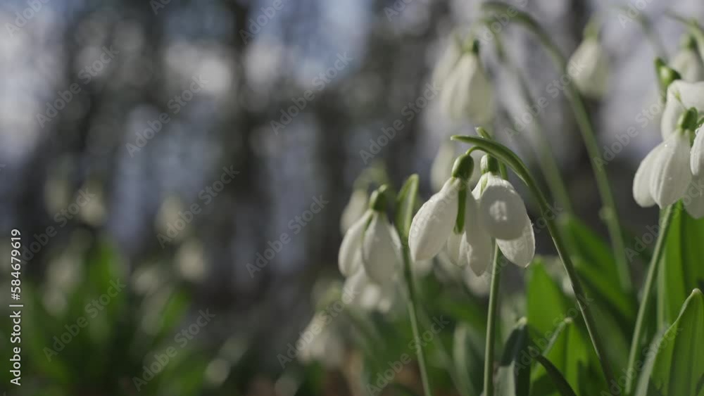 White snowdrops in the early spring in the forest. Beautiful footage of galanthus commonly known as snowdrop. HLG BT.2020 White snowdrops in the early spring in the forest. Beautiful footage of galanthus commonly known as snowdrop. HLG BT.2020