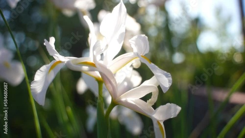 Close Up Single, White Glowing Iris Moves Back to Reveal Other Irises photo