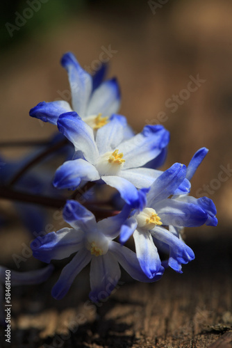 Blue Chionodoxa flowers on a sunny spring day  macro.