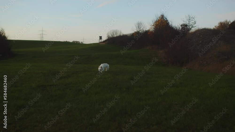 white shepherd dog running over green meadows, fall sunset - Handheld, slow motion view white shepherd dog running over green meadows, fall sunset - Handheld, slow motion view