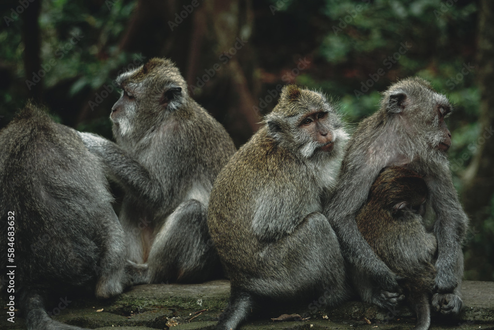 Monkey family at the Sacred Monkey Forest in Ubud, Bali.