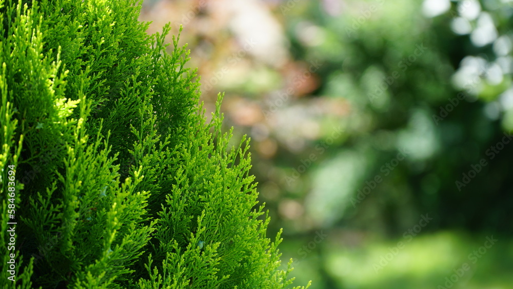 thuja. arbor vitae or thuja occidentalis a globe-shaped evergreen shrub in garden center - globe arborvitae thuja. arbor vitae or thuja occidentalis a globe-shaped evergreen shrub in garden center - globe arborvitae