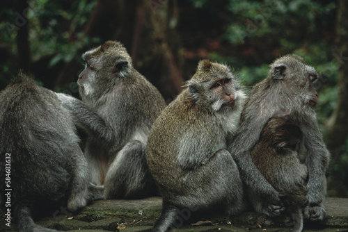 Monkey family at the Sacred Monkey Forest in Ubud, Bali. © fabian