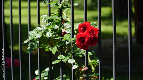 Tableau sur toile Red roses on the fence