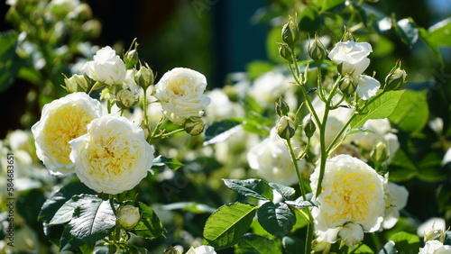 bush of white roses. White rose bush close up. Blooming garden plant under sunlight with blue sky. Beautiful climbing Alba rose