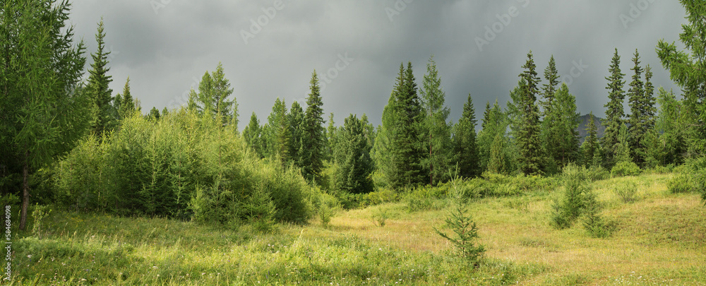 Forest glade on a cloudy morning, panoramic view