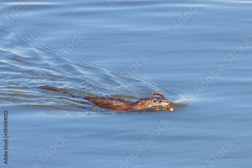 A Muskrat Swins with a Stick in its Mouth © mtruchon