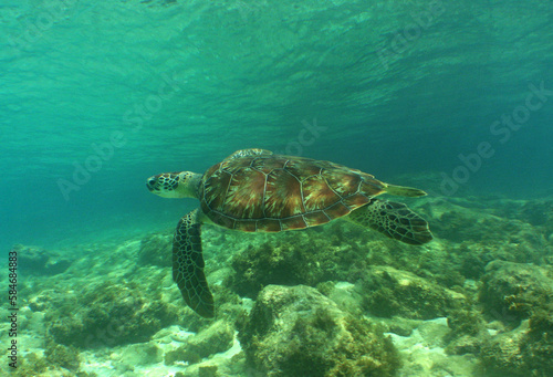 a green turtle in its natural environment in the caribbean sea © gustavo