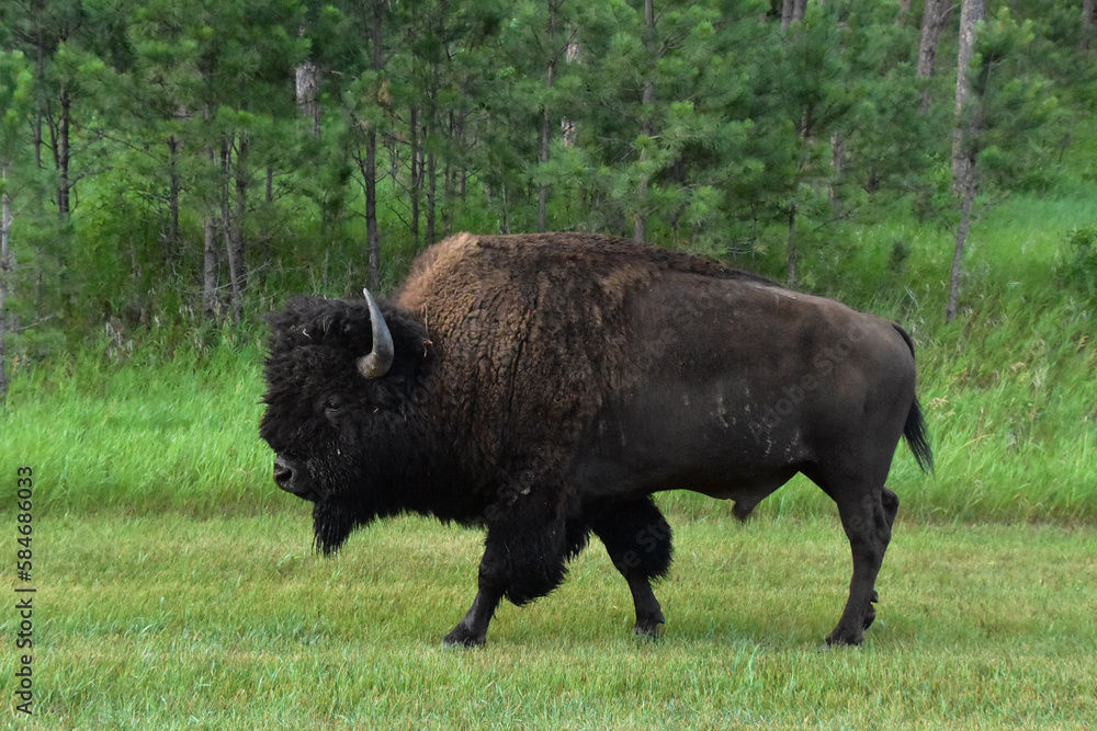 Side Profile of an American Buffalo in South Dakota Side Profile of an American Buffalo in South Dakota