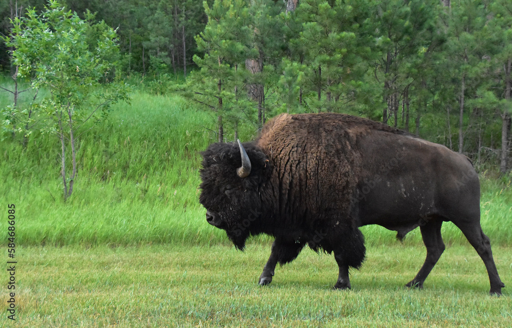Walking Male American Buffalo in Grasslands  of South Dakota