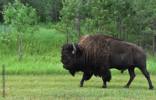 Walking Male American Buffalo in Grasslands  of South Dakota