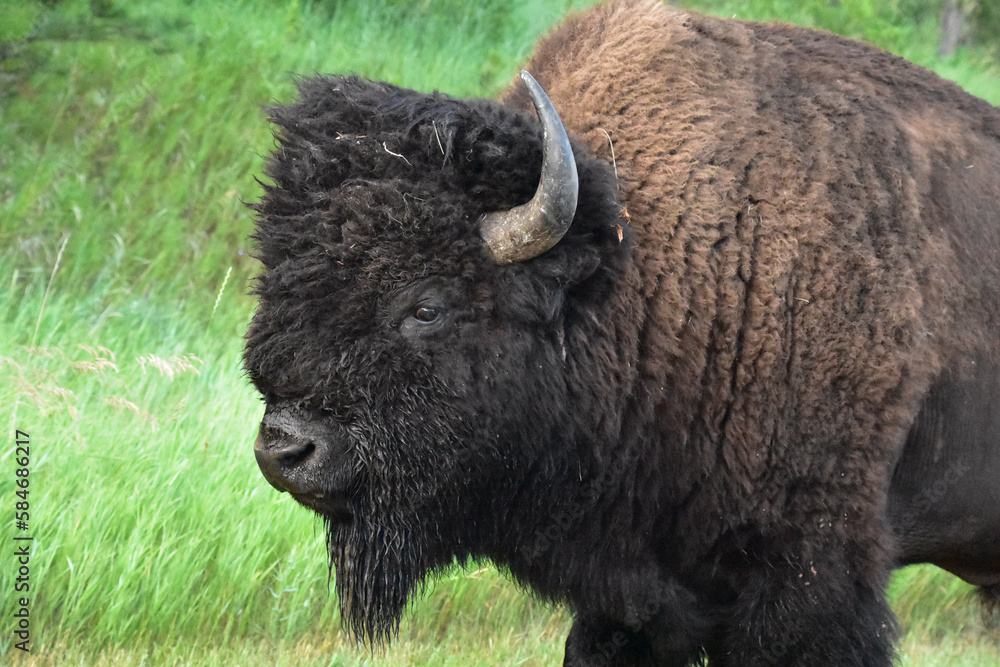 Gorgeous American Buffalo Up Close and Personal