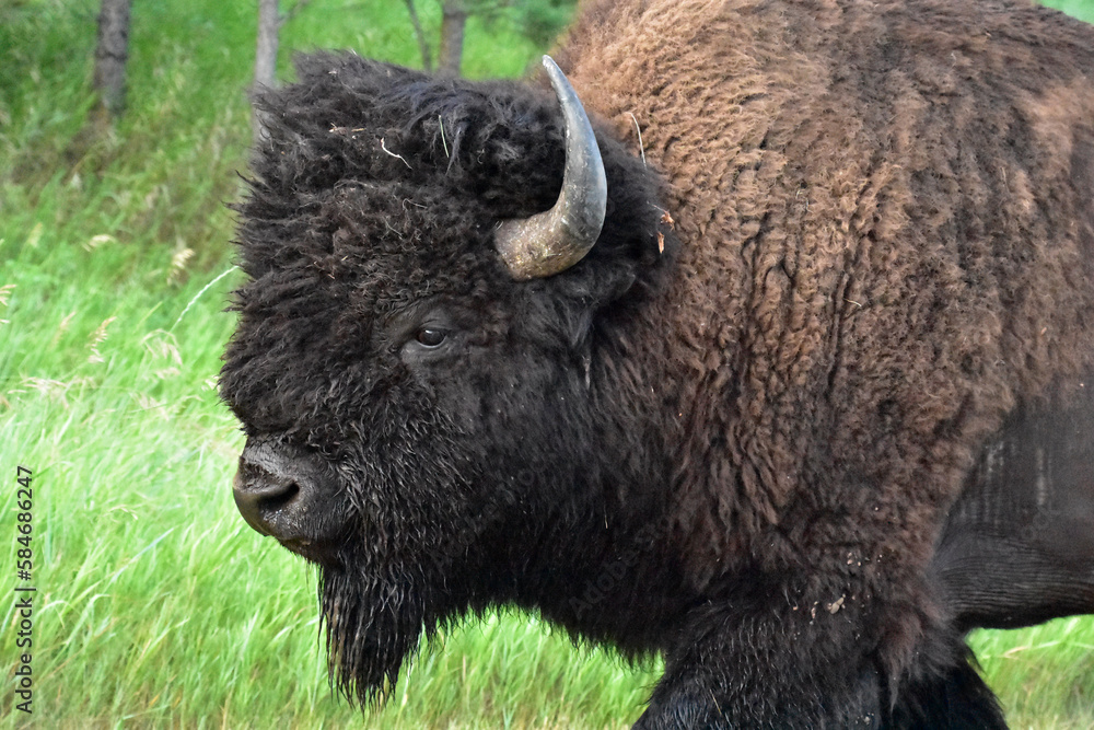 Look Into the Face of an American Buffalo Look Into the Face of an American Buffalo