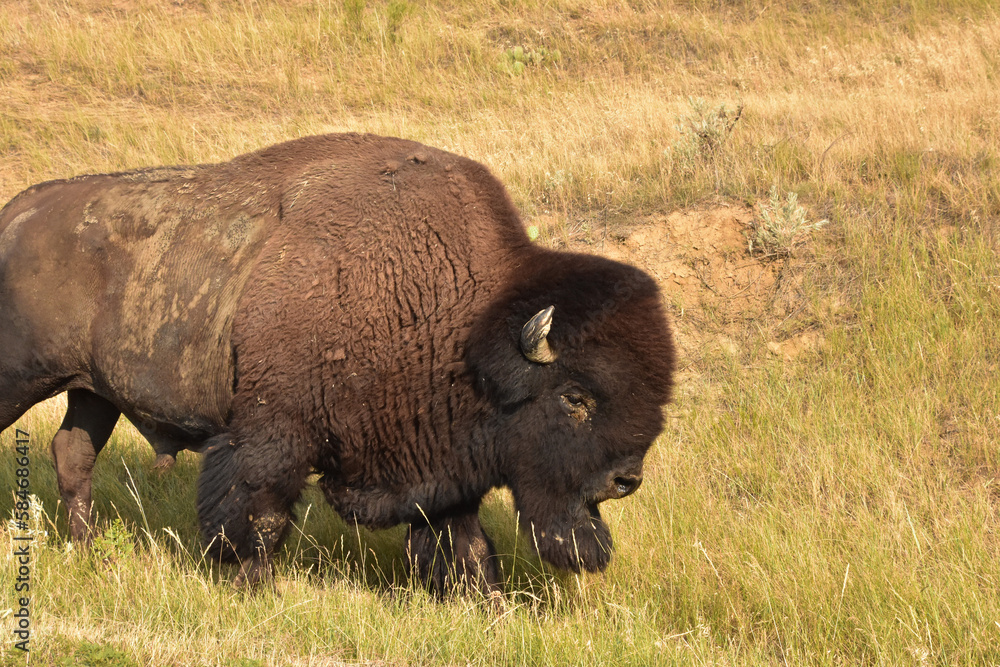 Wandering American Buffalo in Tall Grasses in the Summer Wandering American Buffalo in Tall Grasses in the Summer