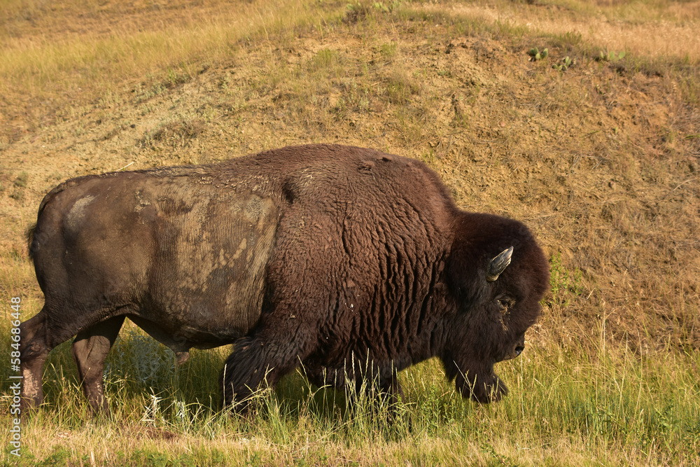 Large Meandering Bull Buffalo in Prairie Grasses Large Meandering Bull Buffalo in Prairie Grasses