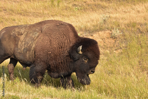 Wandering American Buffalo in Tall Grasses in the Summer