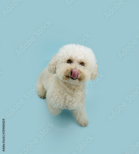 Hungry summer puppy dog. Poodle looking up and licking its lips with tongue. Isolated on blue pastel background