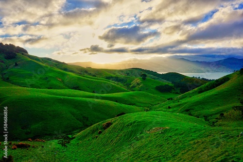 Lush green hills along the Harington Peninsula in Dunedin, New Zealand. photo