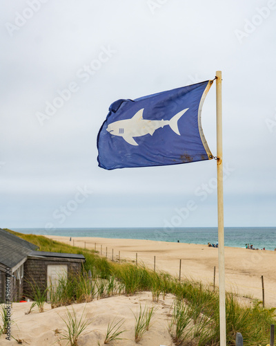 Shark Danger at Atlantic Ocean beach