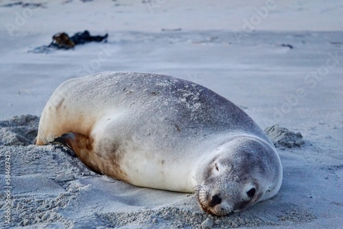 Sleepy Seal at Sandfly Bay in New Zealand.