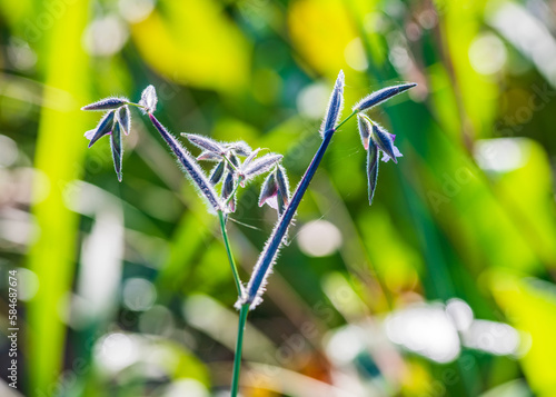 Wild rice bracts in wetlands photo