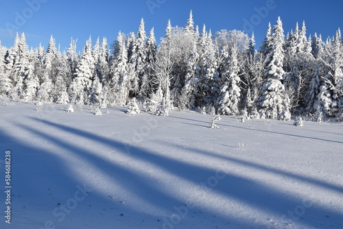 A snowy forest under a blue sky, Québec, Canada © Claude Laprise