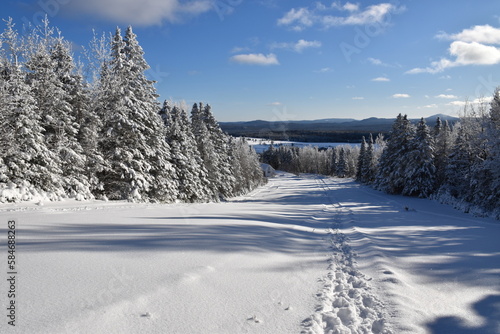 A snowy forest under a blue sky, Sainte-Apolline, Québec, Canada