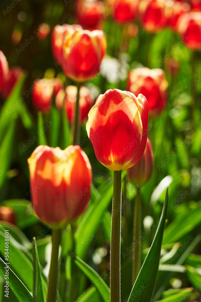 red tulip flowers in the garden the nice day on garden tulip red tulip flowers in the garden the nice day on garden tulip