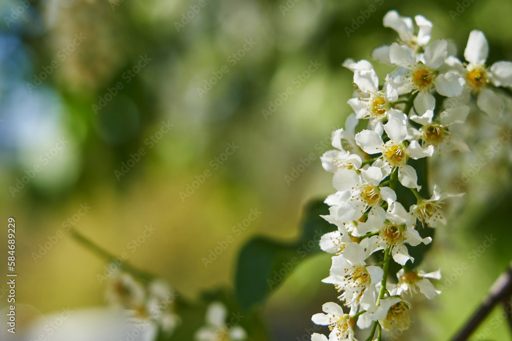 Flowers of apple in the spring garden, shallow depth of field, selective focus. Flowers of apple in the spring garden, shallow depth of field, selective focus.