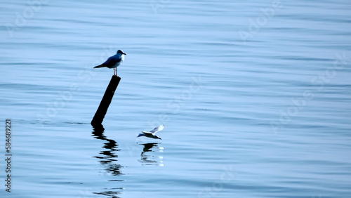 silhouette Seagull standing on tree stump. © NoonVirachada