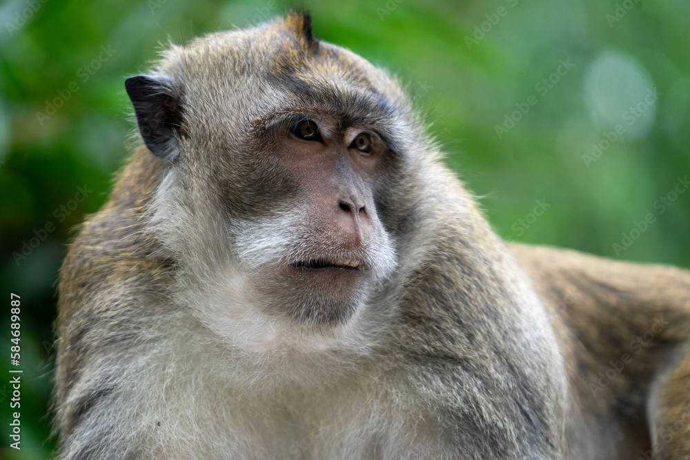 Monyet Hutan Forest Monkey Indonesia
Interact with long-tailed macaques in their natural habitat in the peaceful ambience of Bali’s lush forests. The Sacred Monkey Forest Sanctuary is home to over Monyet Hutan Forest Monkey Indonesia
Interact with long-tailed macaques in their natural habitat in the peaceful ambience of Bali’s lush forests. The Sacred Monkey Forest Sanctuary is home to over