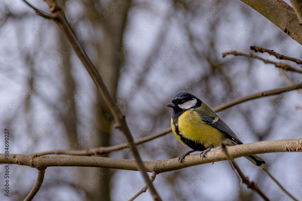 Yellow tit on the autumn tree branches Yellow tit on the autumn tree branches
