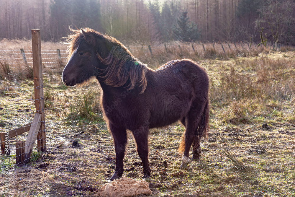 Lonely horse grazing on the field in winter time Lonely horse grazing on the field in winter time