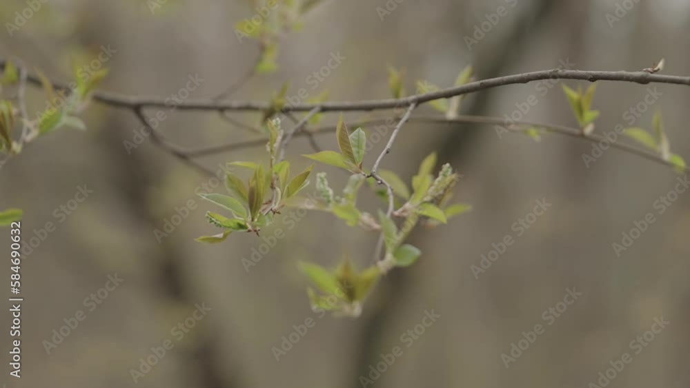 Slow motion handheld shot of bird cherry buds in spring Slow motion handheld shot of bird cherry buds in spring