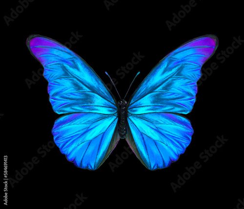 Blue morpho butterfly hand drawn illustration. Bright tropical insect drawing isolated