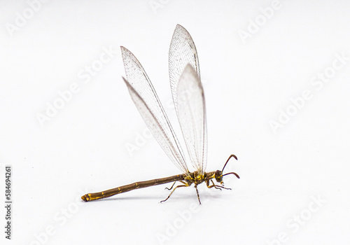 adult ant lion - myrmeleon immaculatus - preparing for flight with all four wings up, isolated on white background