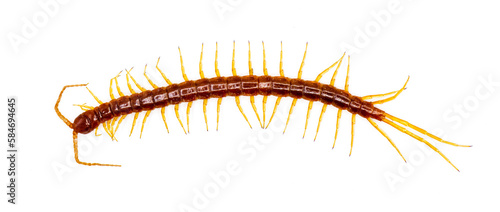 Tablou canvas Large red centipede with yellow legs