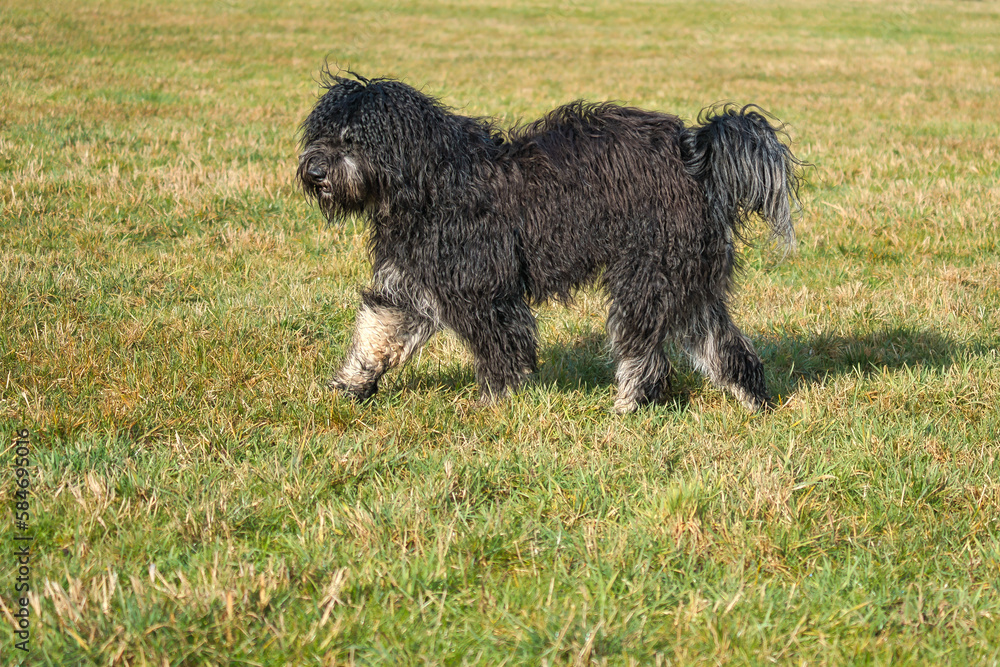Black Goldendoddle running in a meadow while playing. Fluffy long black coat.