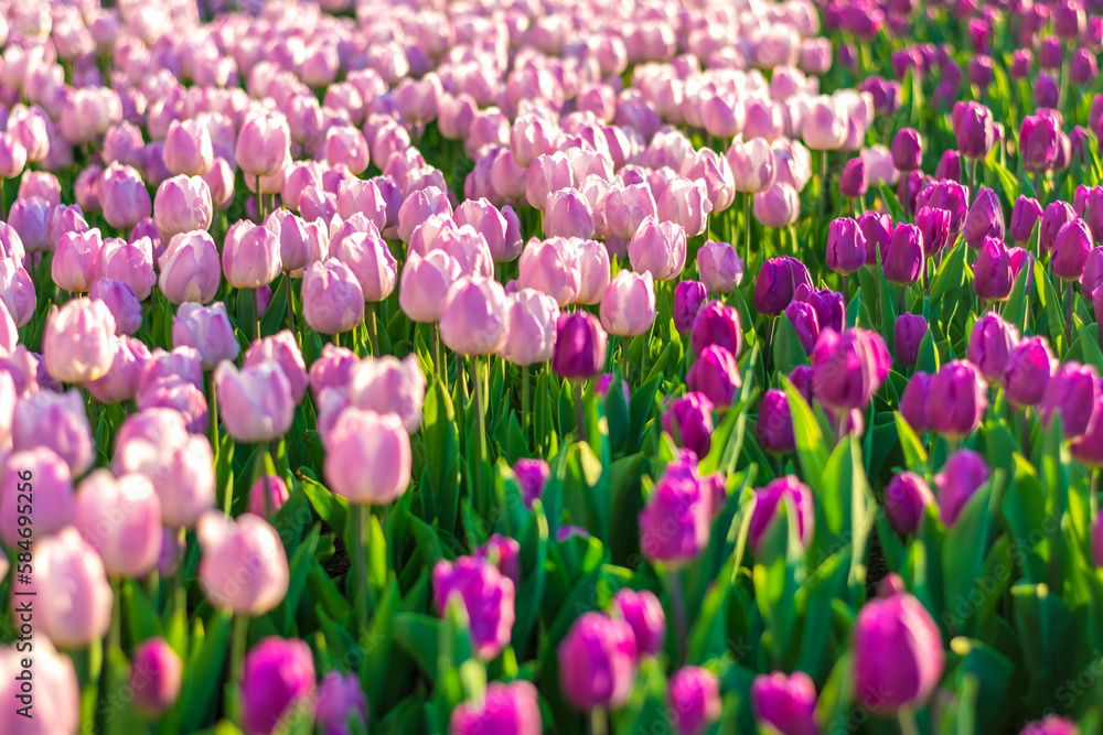 Field of purple tulips at sunset Floral background Tulip spring flowers concept