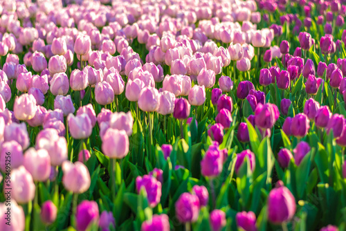 Field of purple tulips at sunset Floral background Tulip spring flowers concept