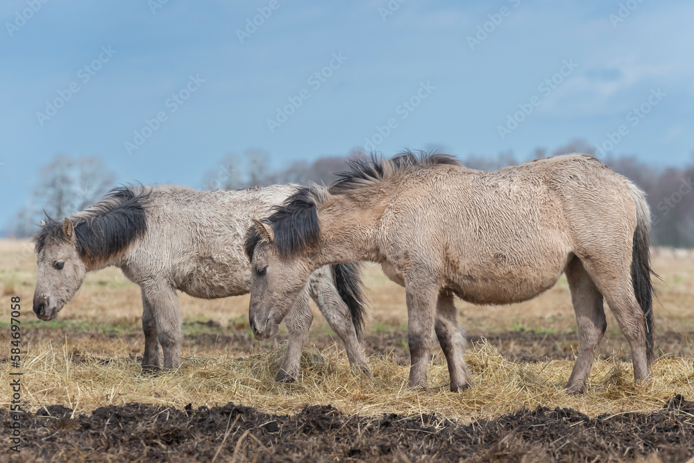 The Konik or Polish Konik, konik polski a Polish breed of pony - Equus ferus caballus on pasture. Photo from Czarnocin in West Pomerania in Poland. The Konik or Polish Konik, konik polski a Polish breed of pony - Equus ferus caballus on pasture. Photo from Czarnocin in West Pomerania in Poland.