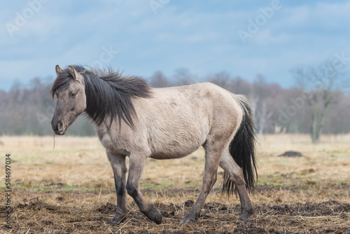 The Konik or Polish Konik  konik polski a Polish breed of pony - Equus ferus caballus on pasture. Photo from Czarnocin in West Pomerania in Poland.
