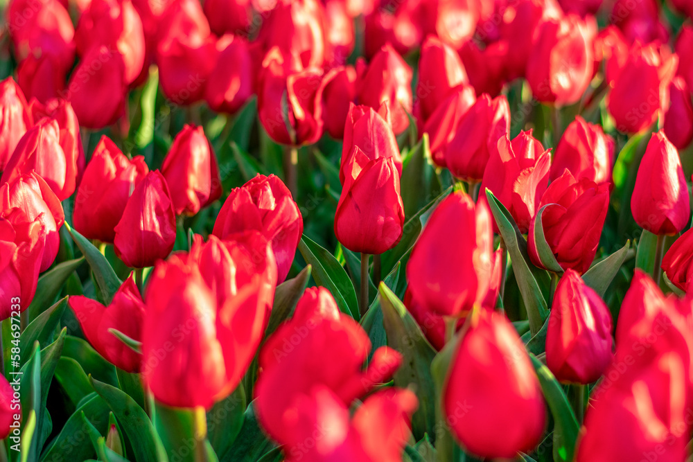 Fototapeta premium Field of red tulips at sunset Floral background Tulip spring flowers concept