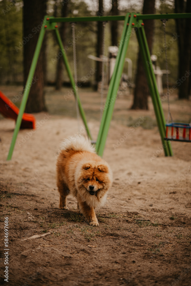 Fotografia psów
