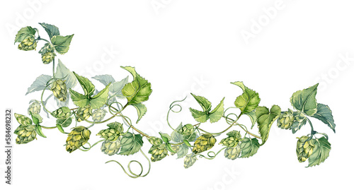 Hop vine, plant humulus watercolor illustration isolated on white background.